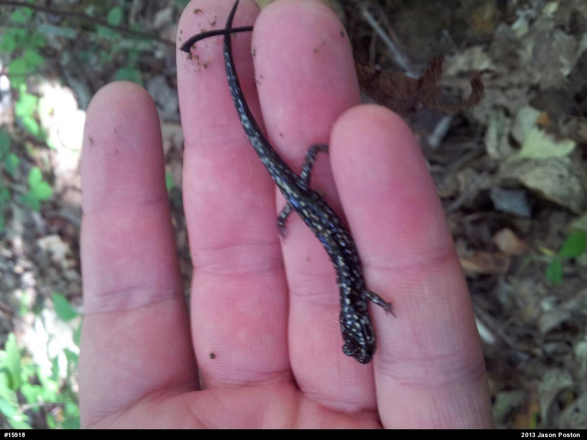 Northern Slimy Salamander