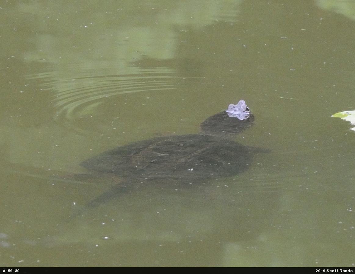 Snapping Turtle