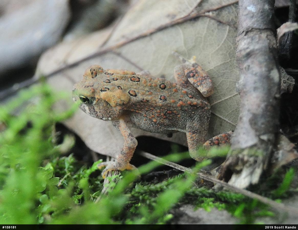Eastern American Toad