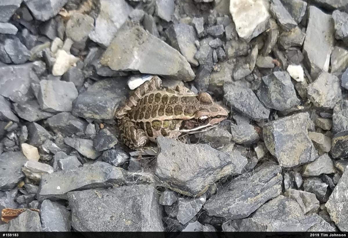 Pickerel Frog