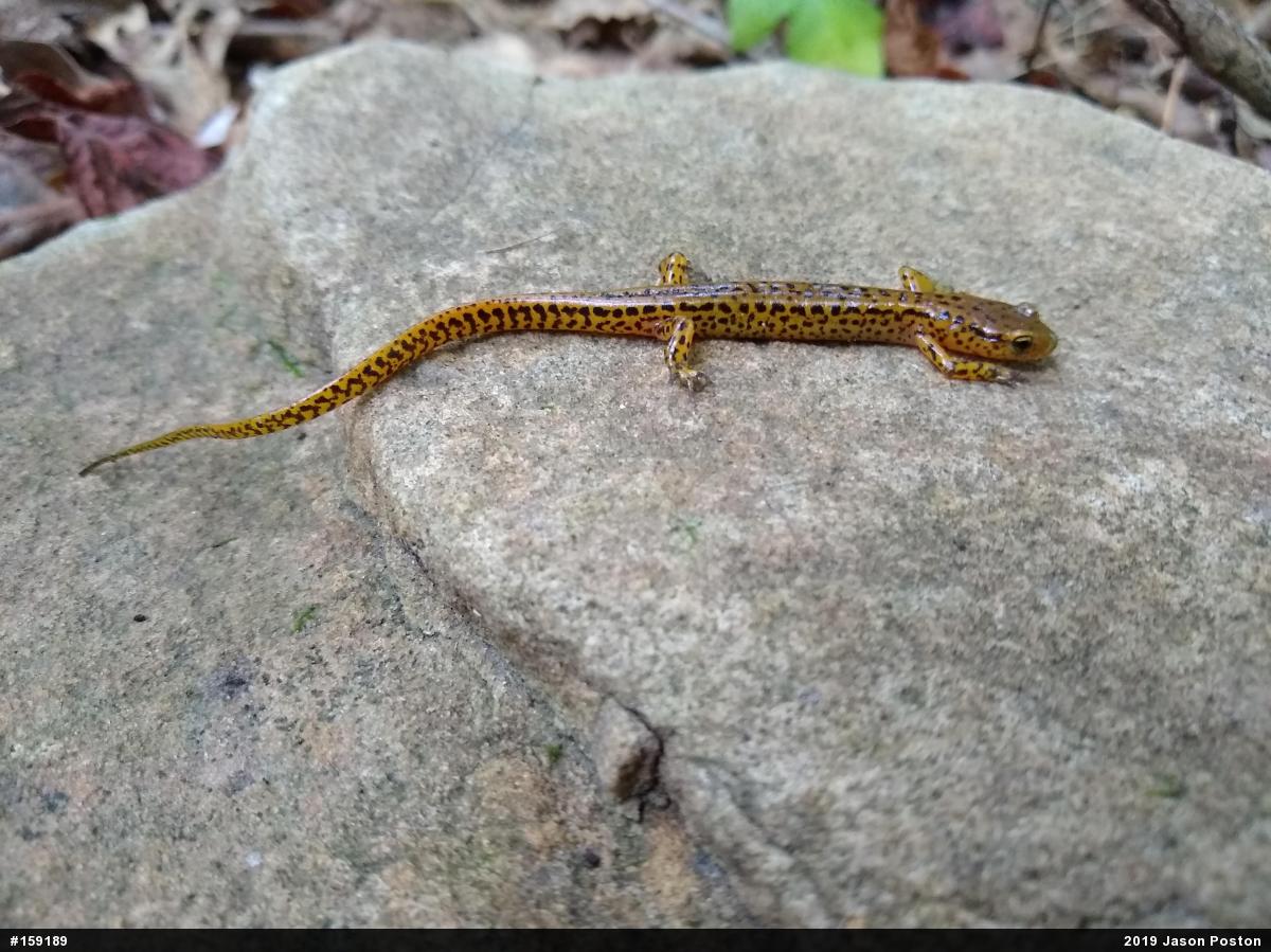 Eastern Long-tailed Salamander