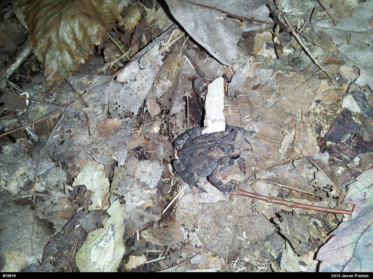 Eastern American Toad