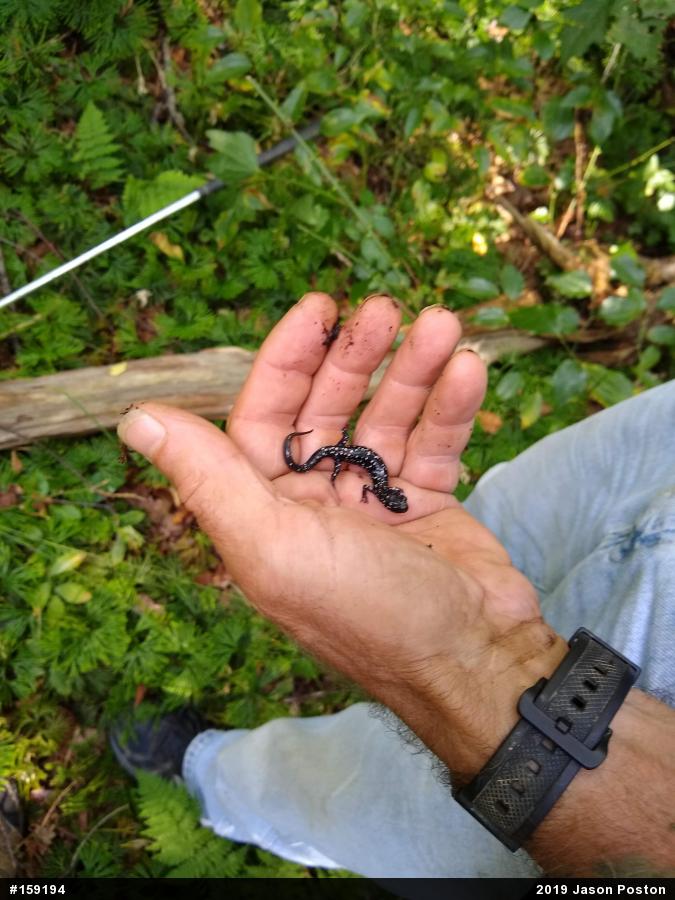Northern Slimy Salamander