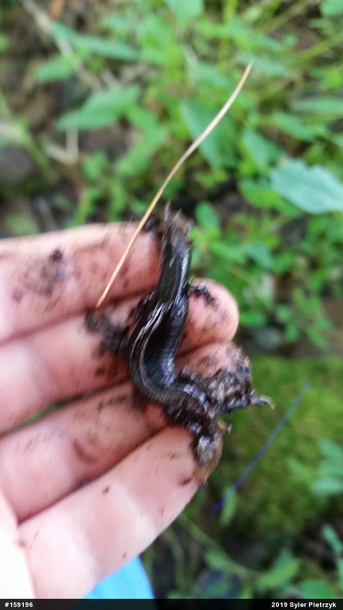 Northern Dusky Salamander