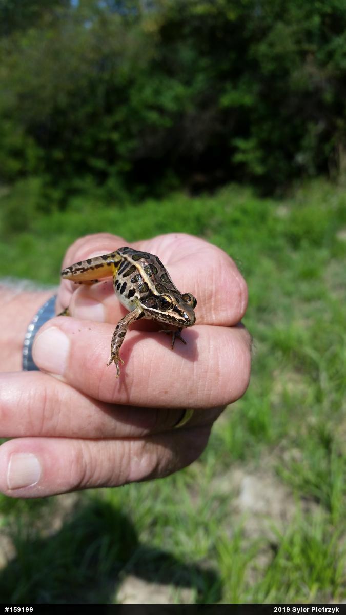 Pickerel Frog