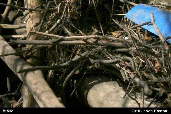 Northern Watersnake