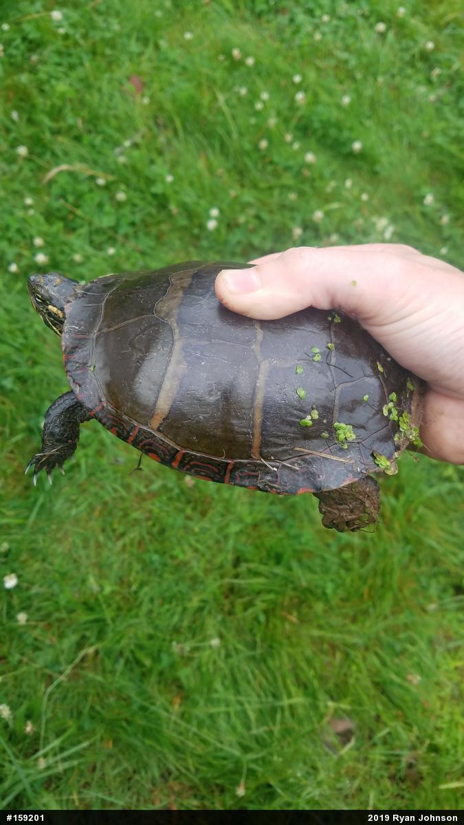 Eastern Painted Turtle