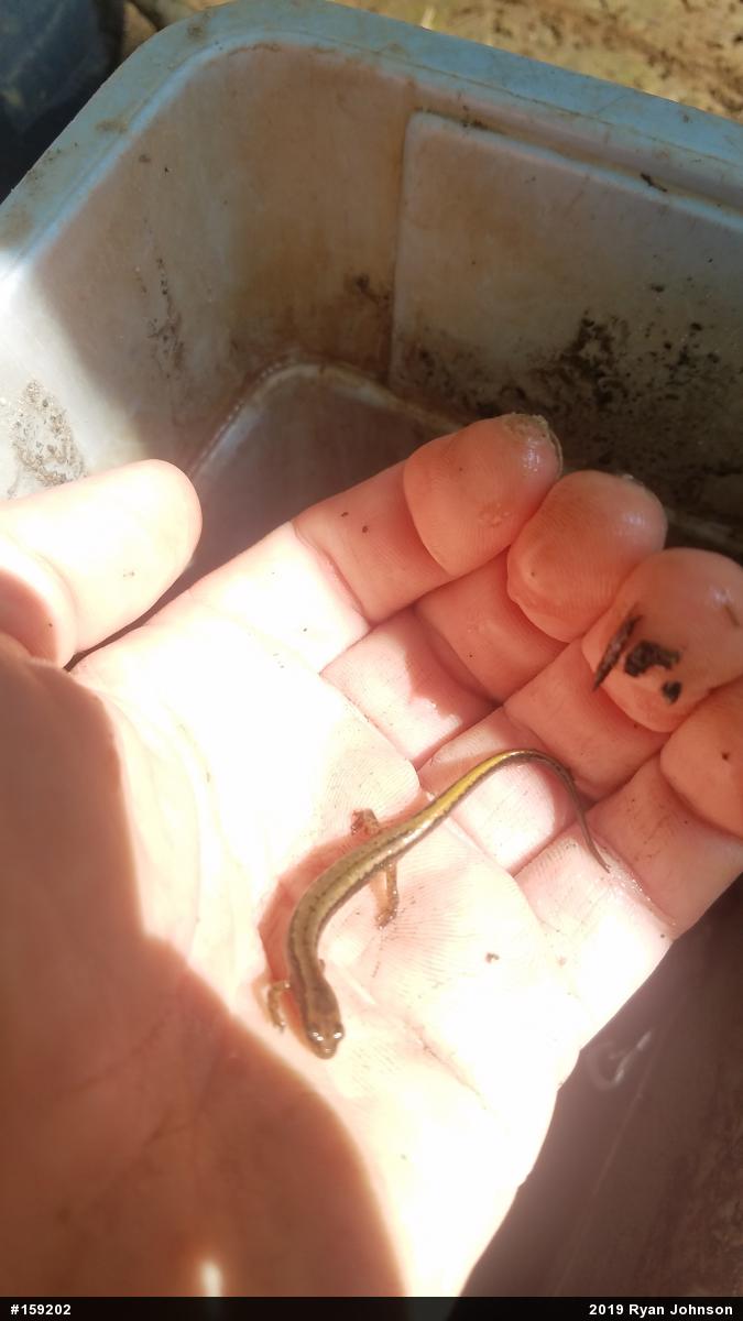 Northern Two-lined Salamander