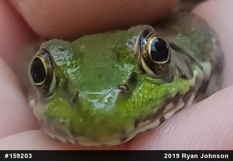 Green Frog
