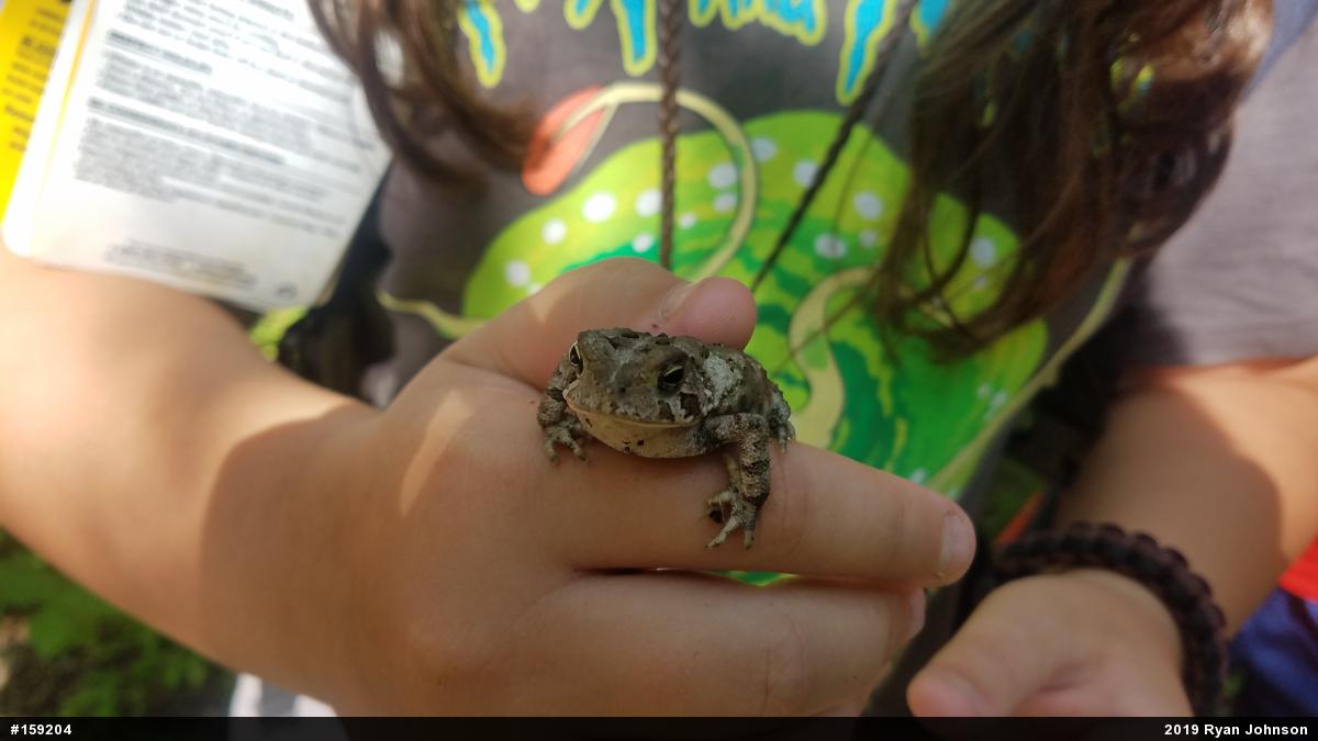 Eastern American Toad