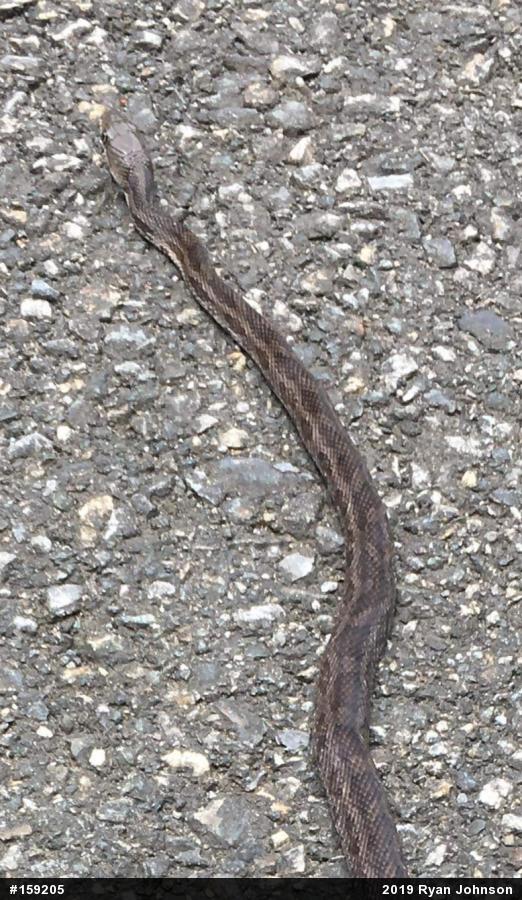 Eastern Ratsnake