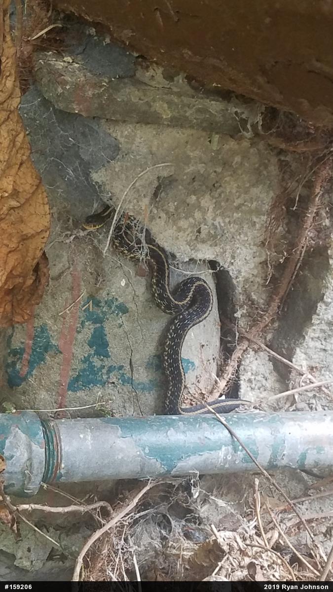 Eastern Gartersnake
