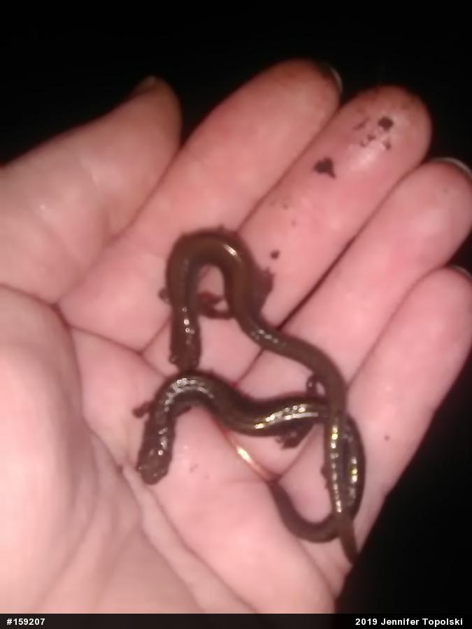 Eastern Red-backed  Salamander