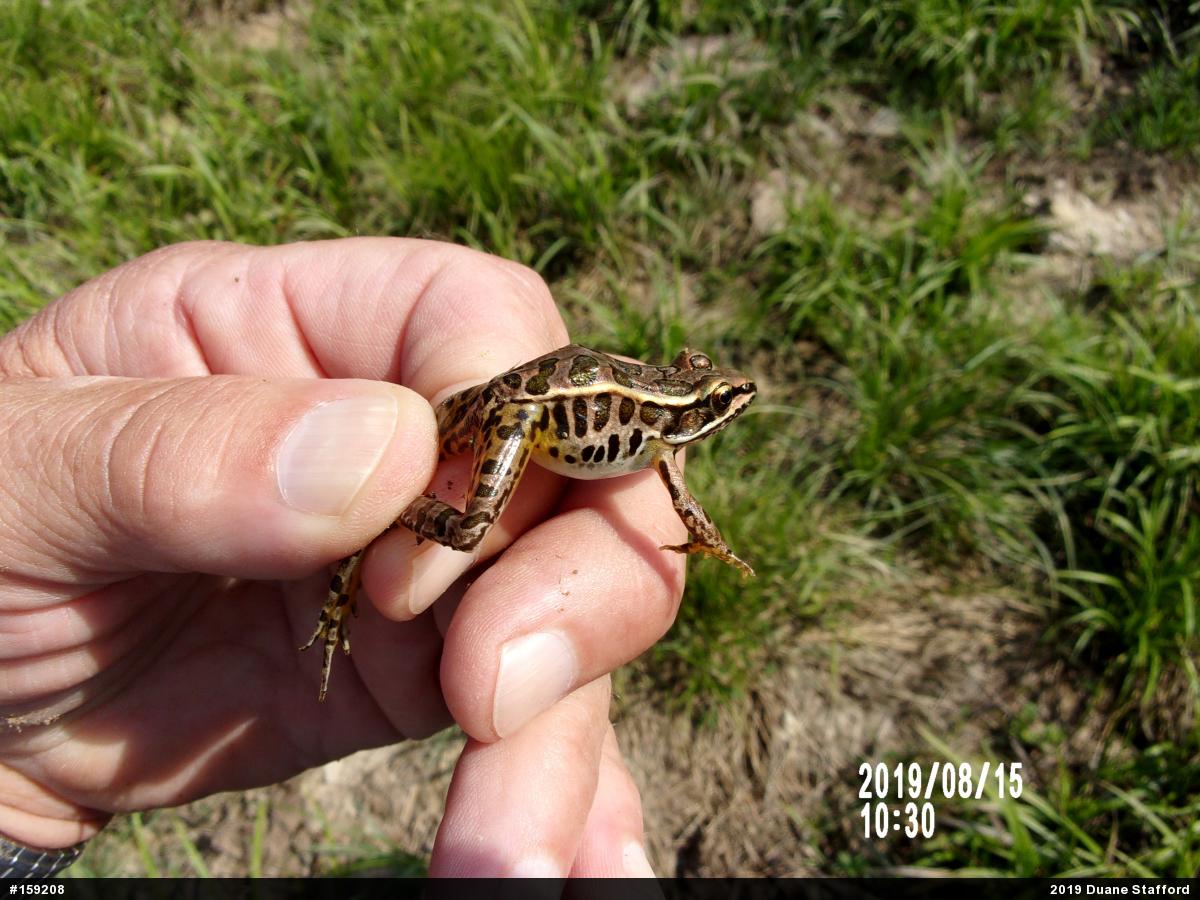 Pickerel Frog
