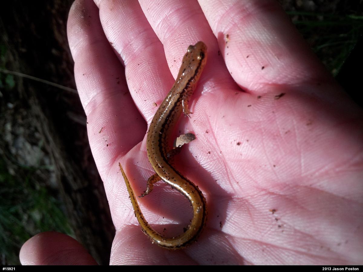 Northern Two-lined Salamander