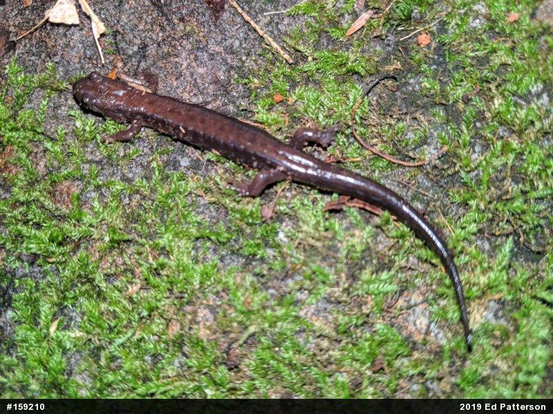 Allegheny Mountain Dusky Salamander