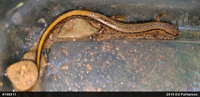 Northern Two-lined Salamander