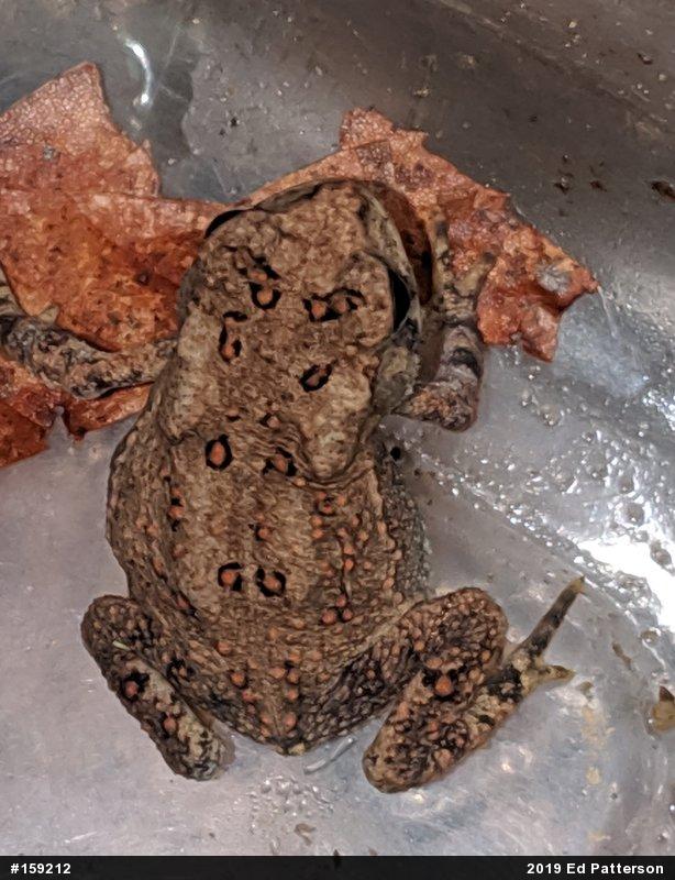 Eastern American Toad
