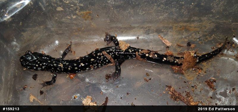 Northern Slimy Salamander