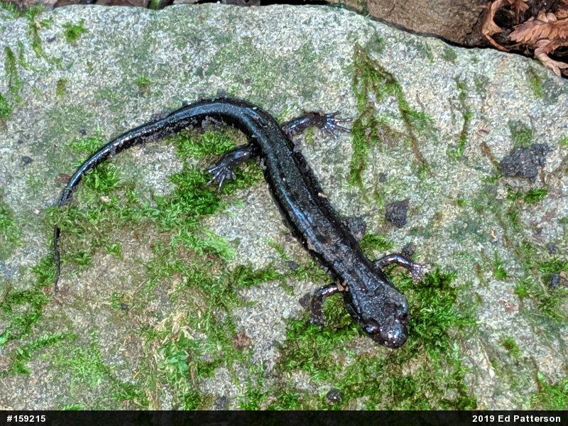 Allegheny Mountain Dusky Salamander