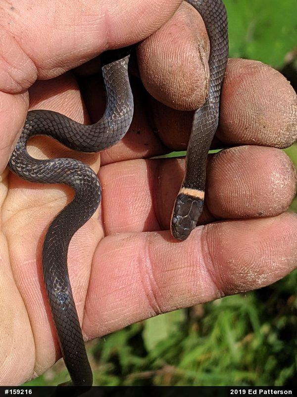 Northern Ring-necked Snake