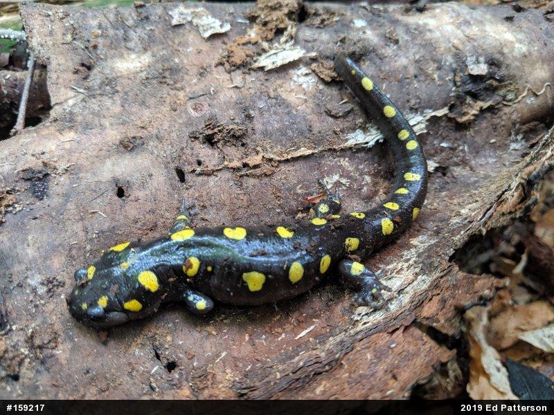 Spotted Salamander