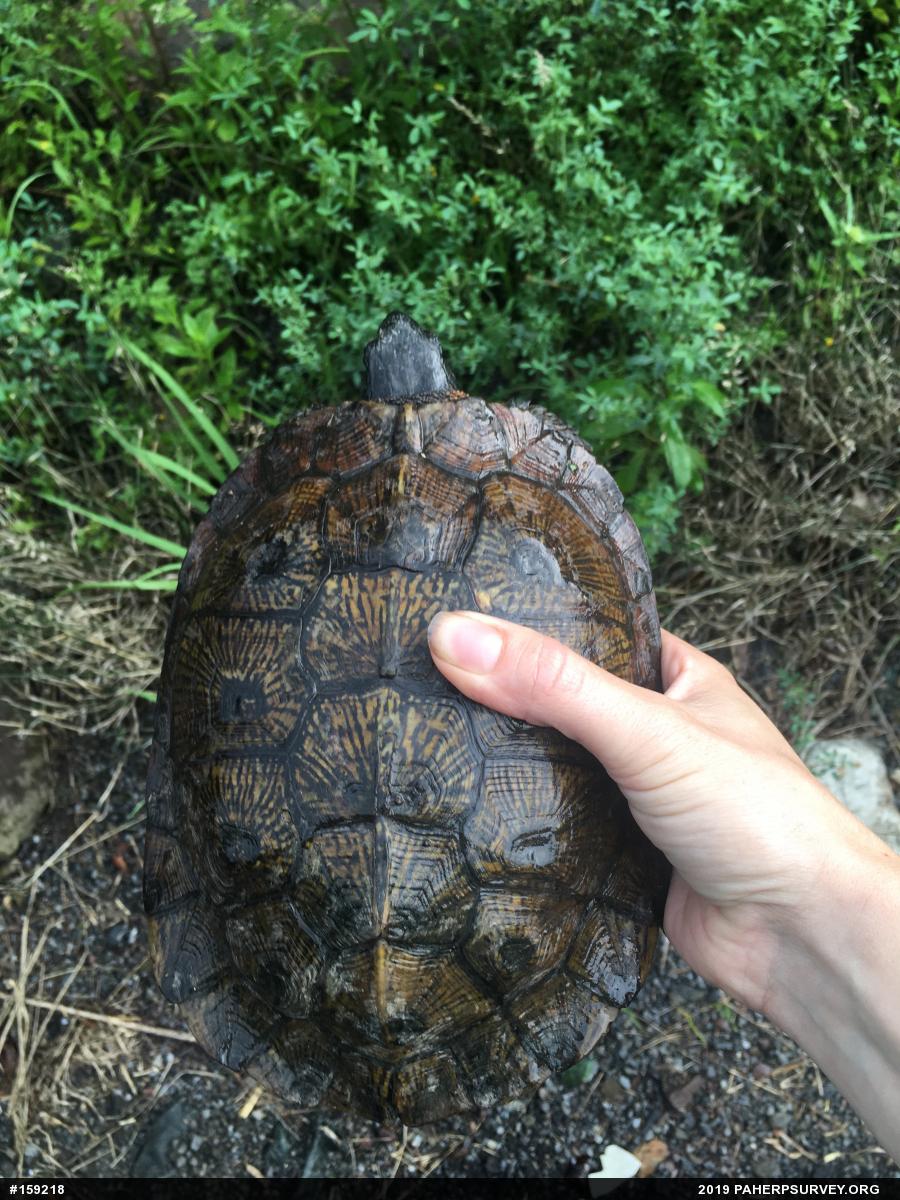 Wood Turtle