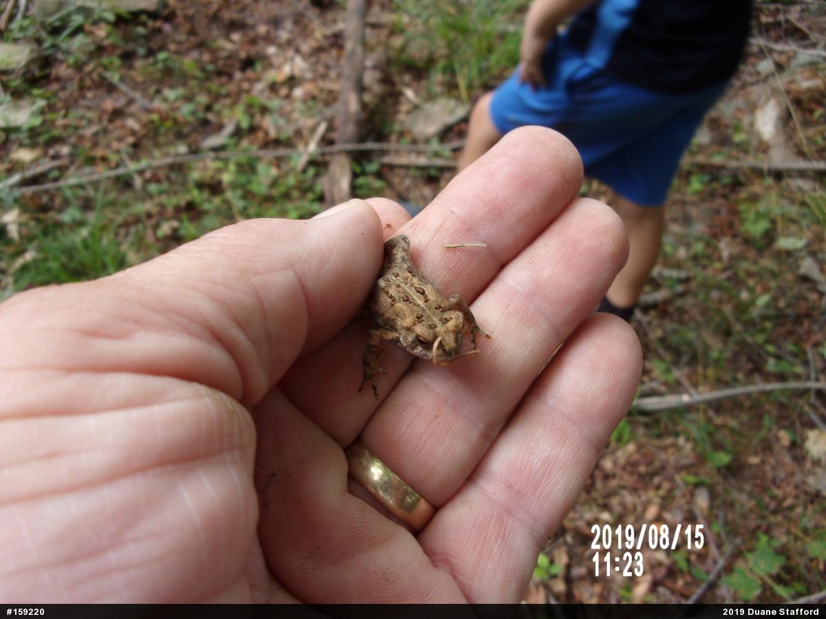 Eastern American Toad
