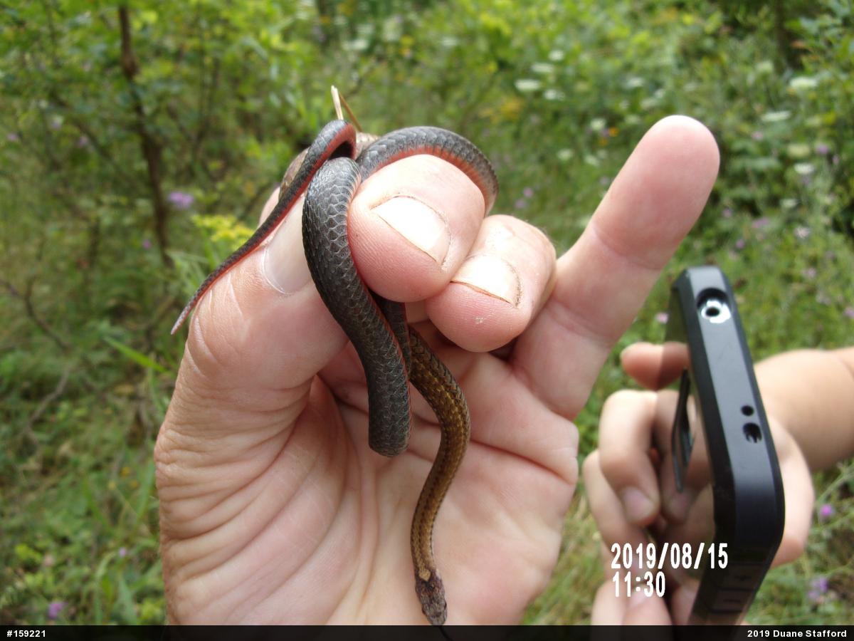 Red-bellied Snake