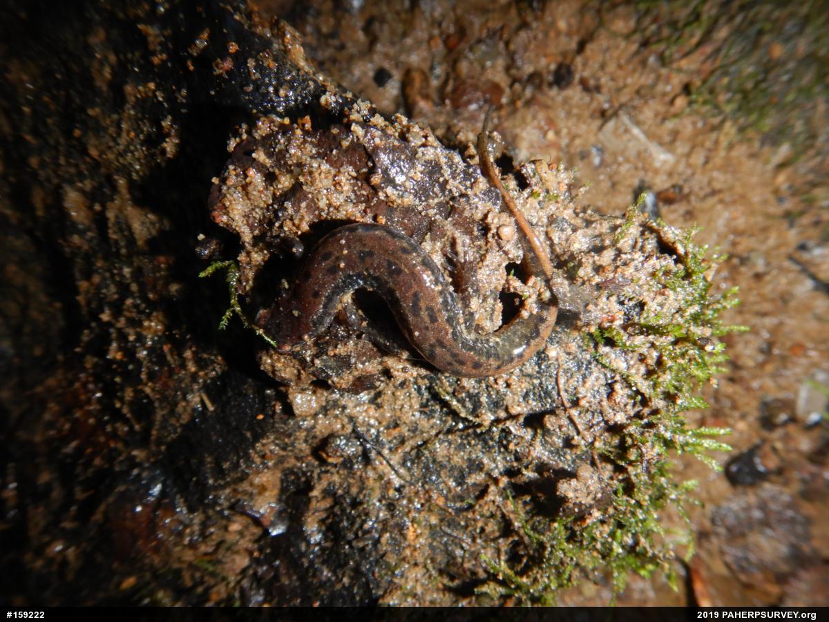 Northern Dusky Salamander