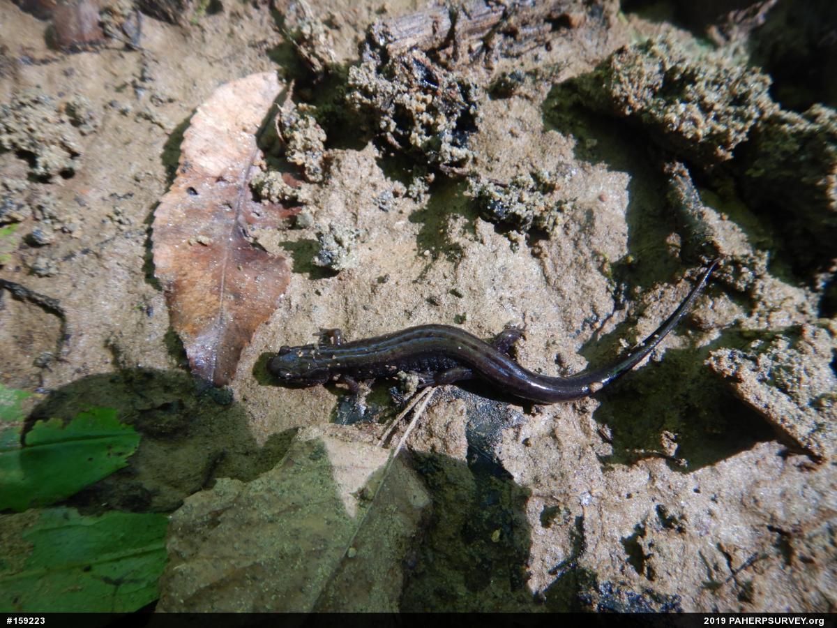 Allegheny Mountain Dusky Salamander