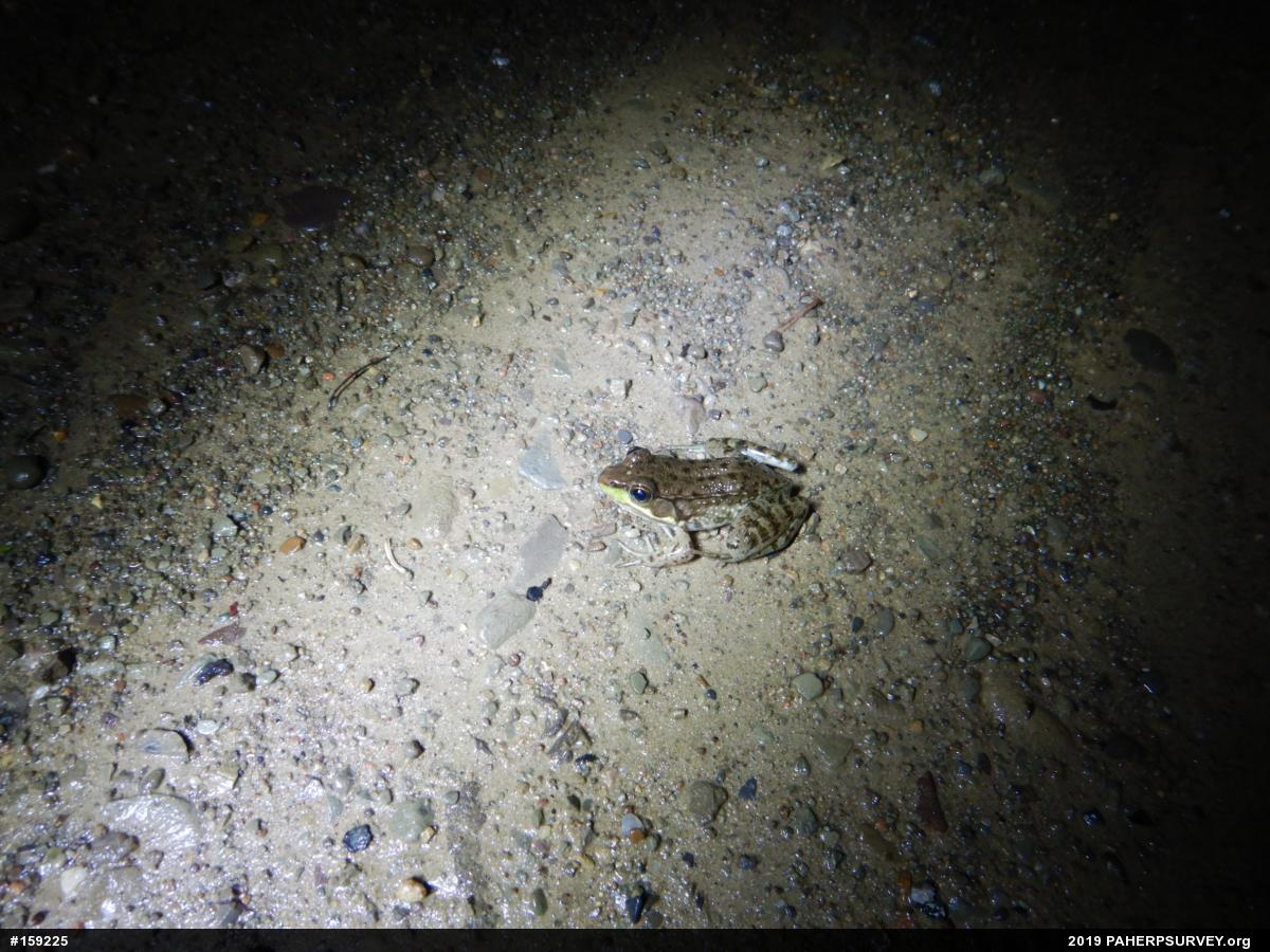 Green Frog
