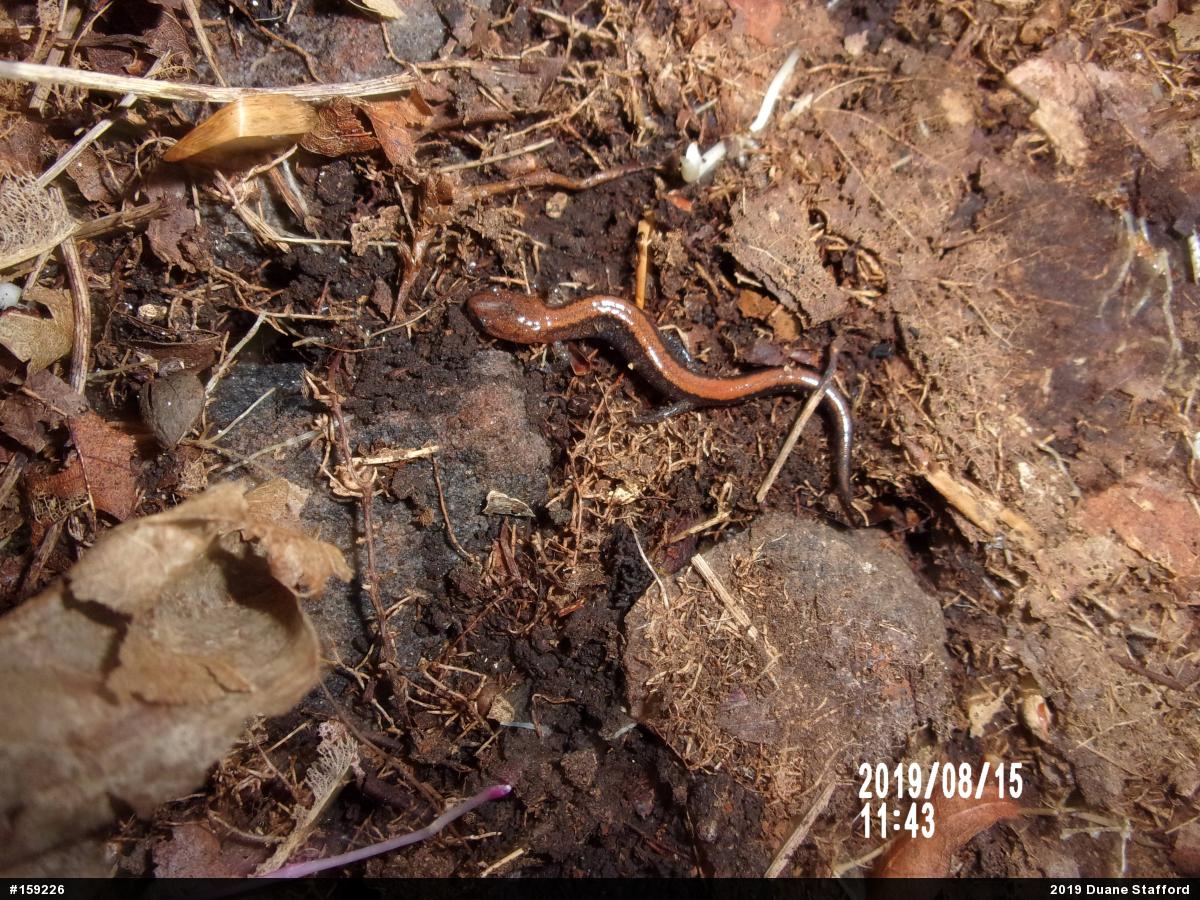 Eastern Red-backed  Salamander