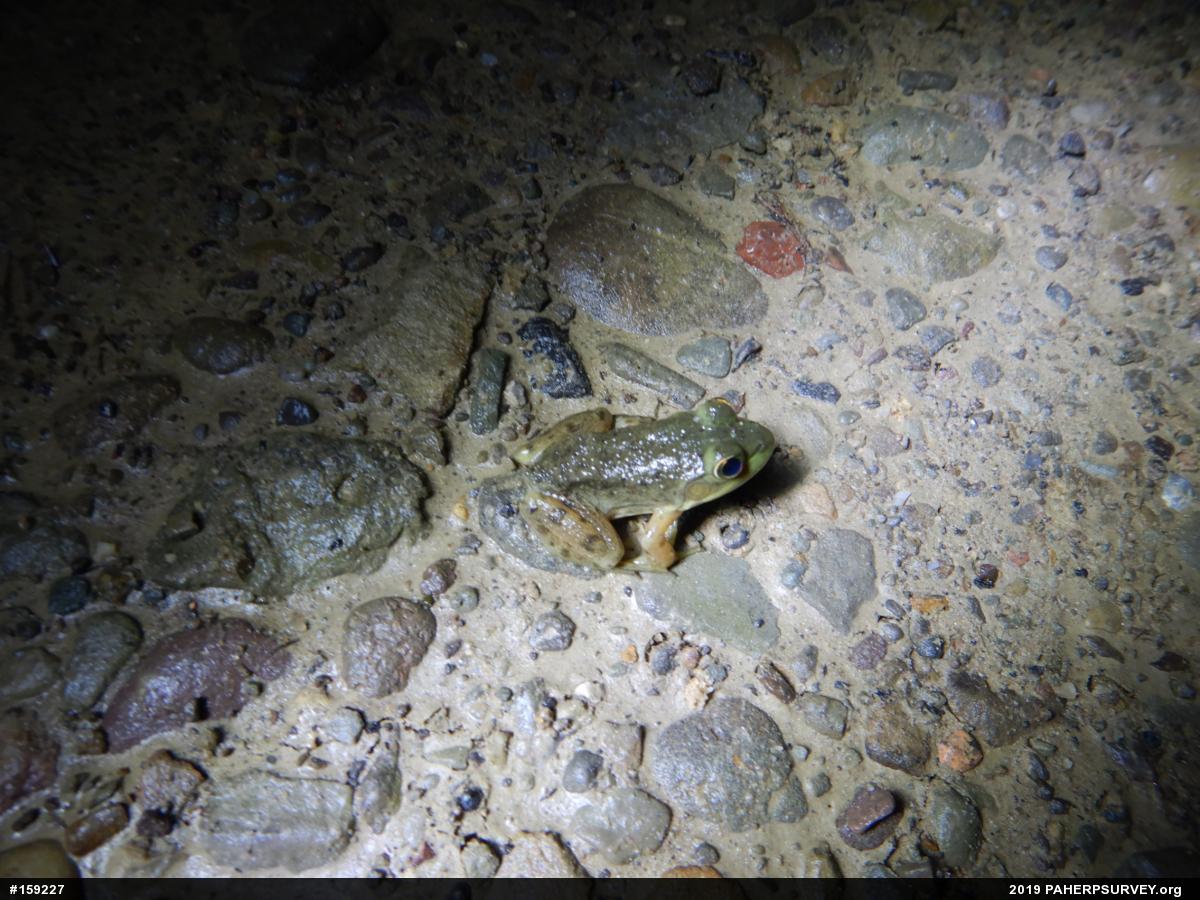 American Bullfrog