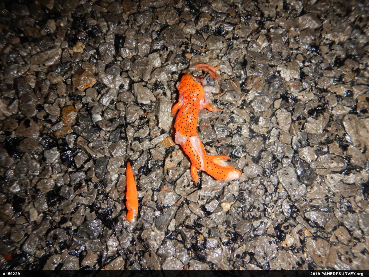 Northern Red Salamander