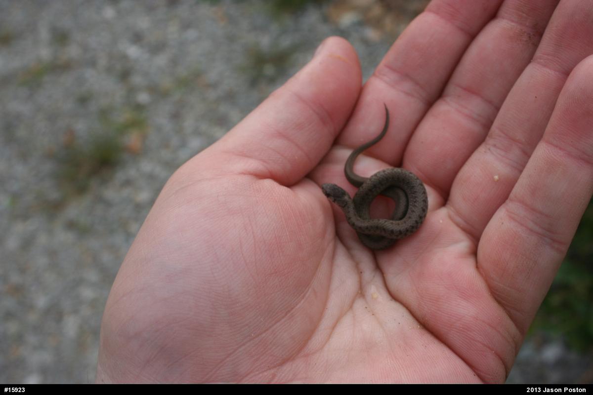 Dekay's Brownsnake