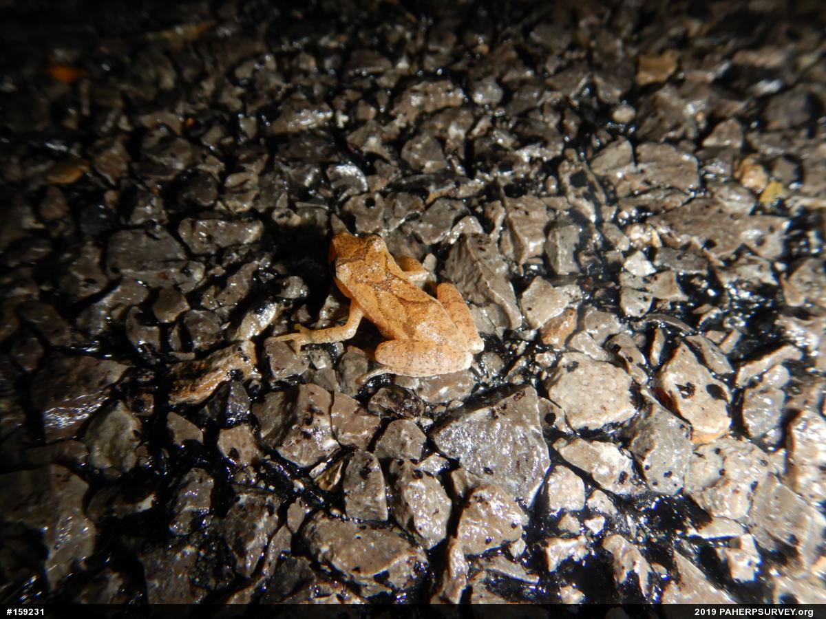 Spring Peeper