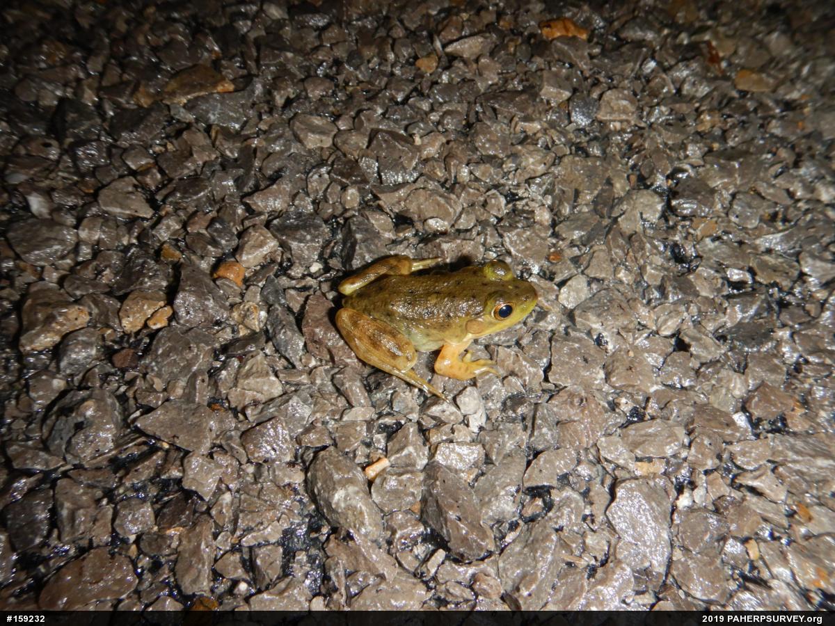American Bullfrog