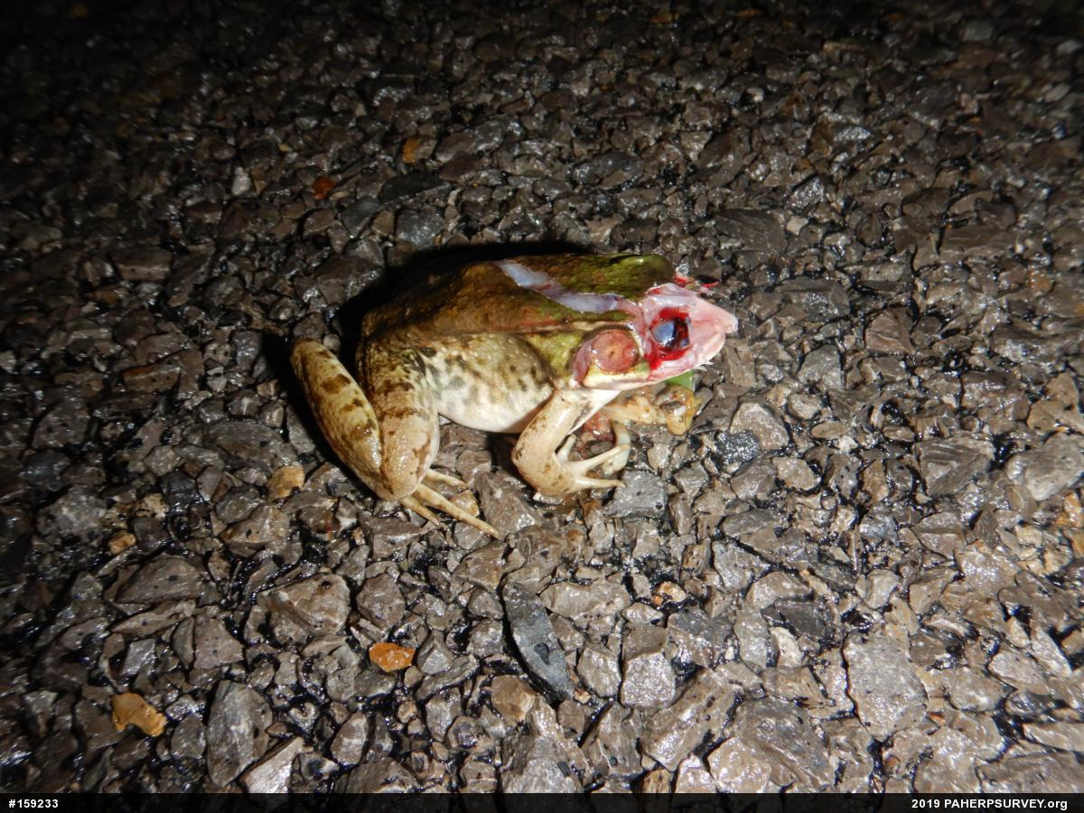 Green Frog