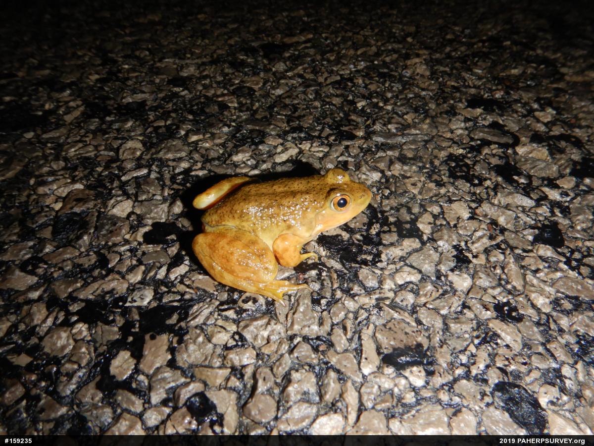 American Bullfrog