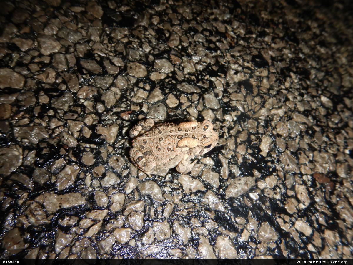 Eastern American Toad