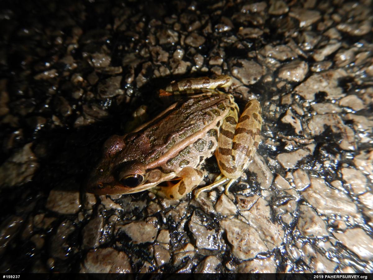 Pickerel Frog
