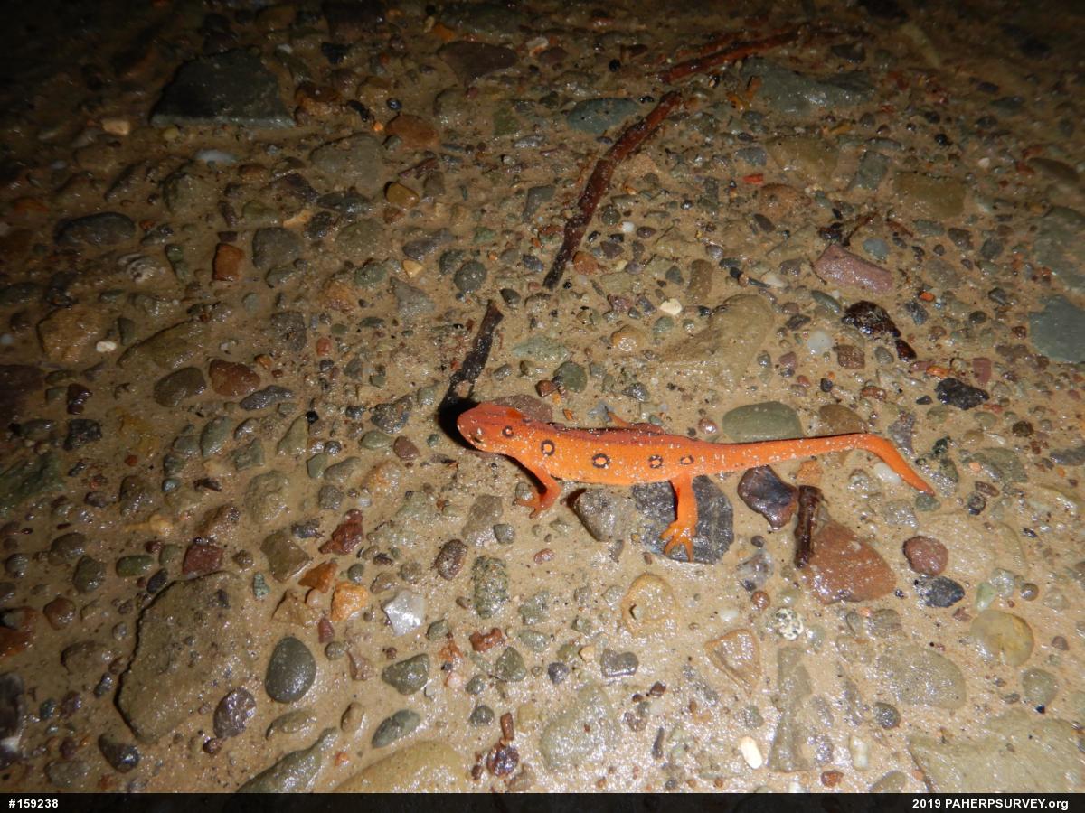 Red-spotted Newt