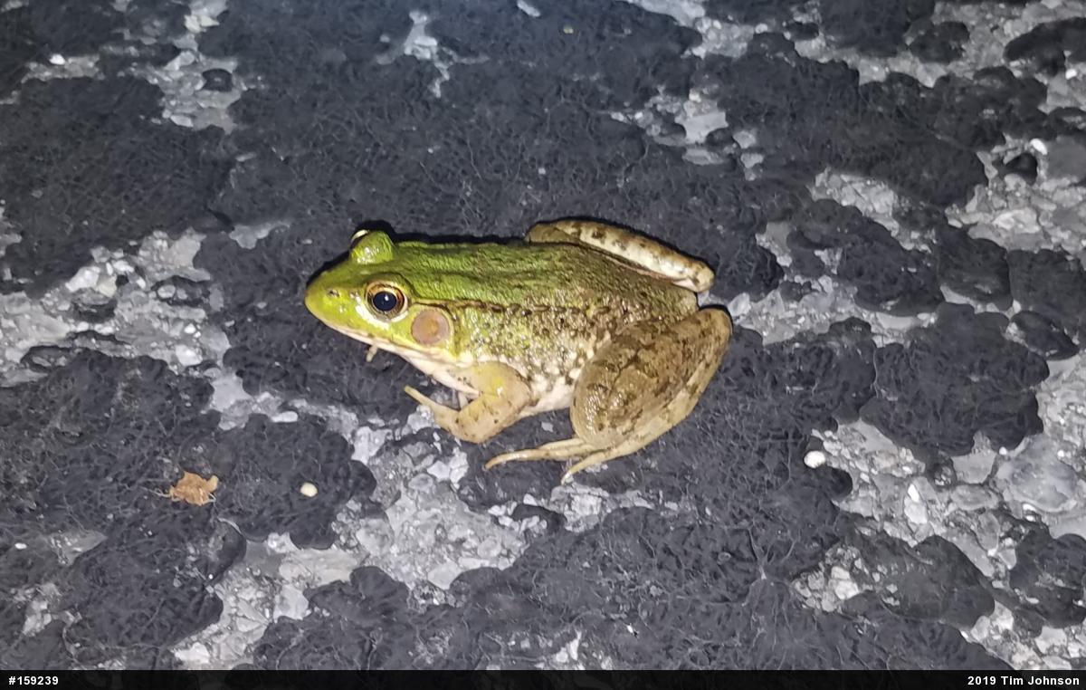 Green Frog
