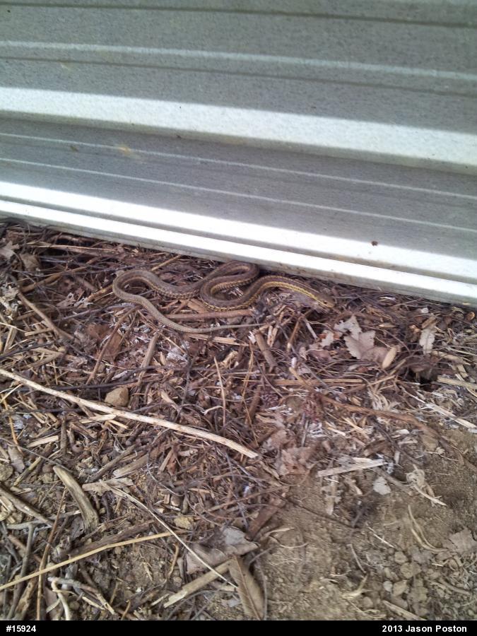 Eastern Gartersnake