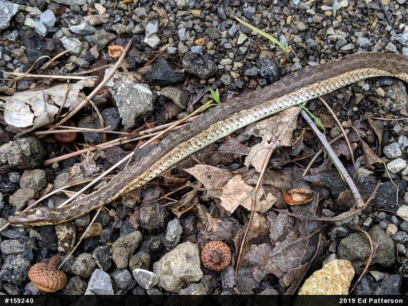 Eastern Gartersnake