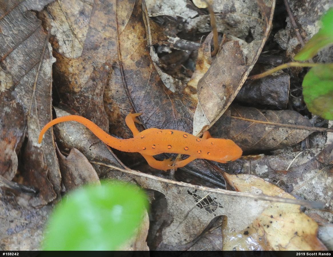 Red-spotted Newt
