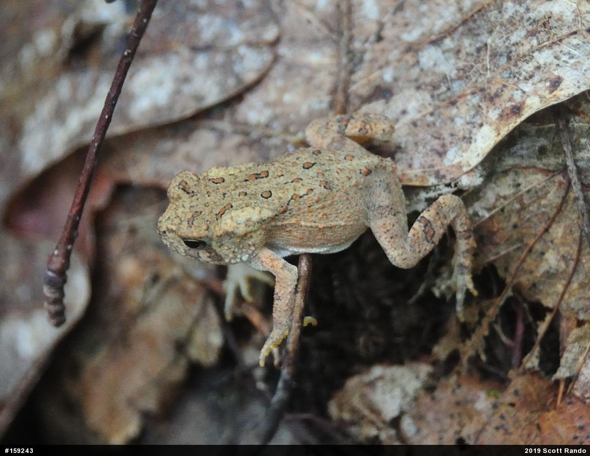 Eastern American Toad