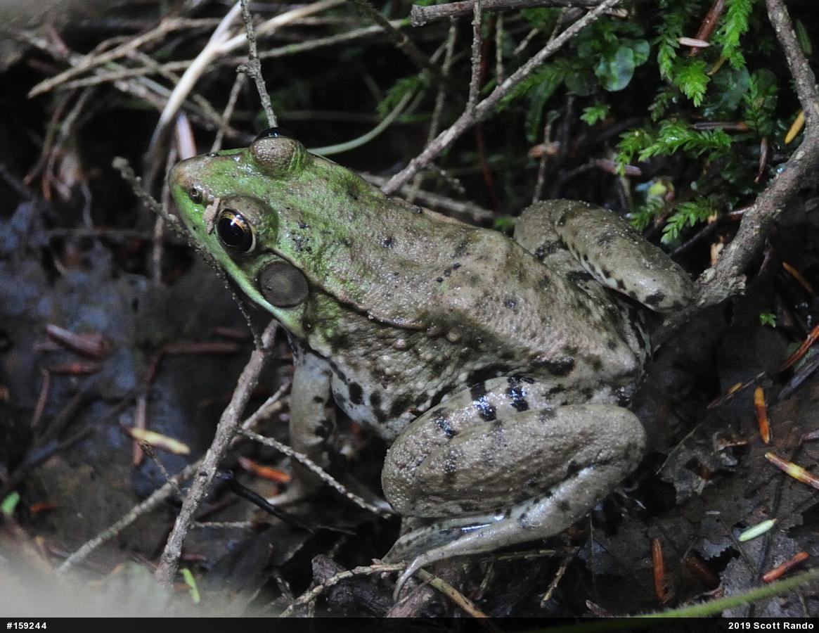 Green Frog