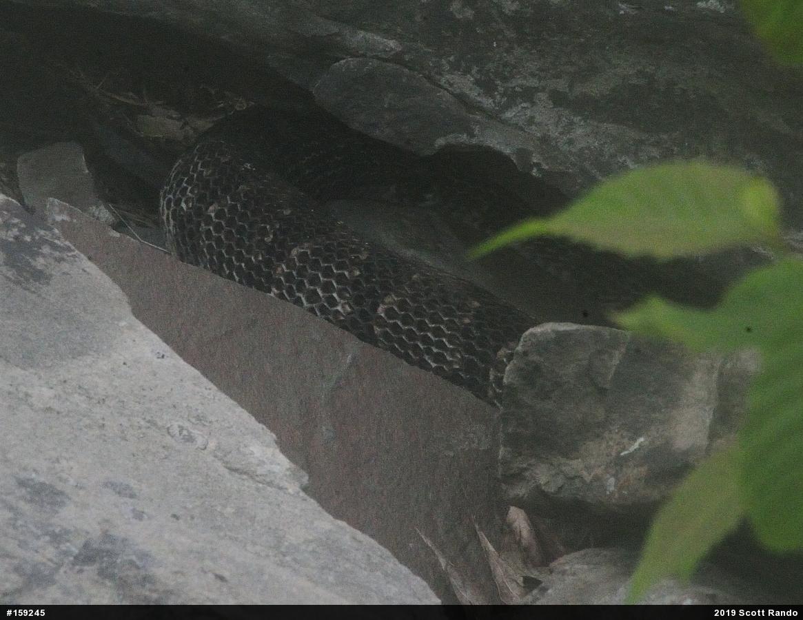 Timber Rattlesnake